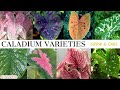 Caladium Plant Varieties Names plus Grow and Care Tips (Heart of Jesus, Gabi-Gabi, Angel's Wings)