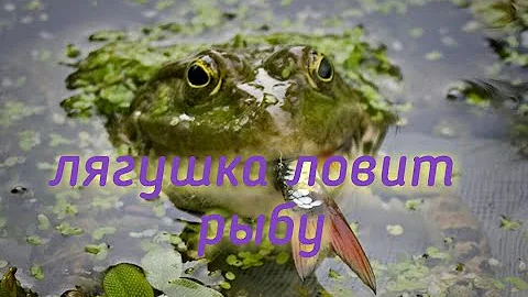 Как лягушка ловит рыбу для еды!