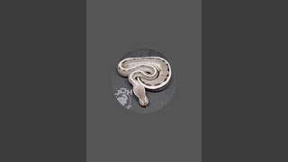 JDH Reptiles is live - Ball Python Drawing