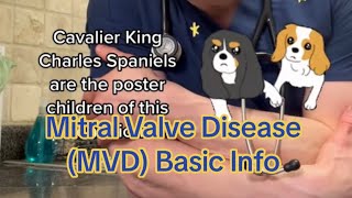 Mitral Valve Disease (MVD or MMVD) by Dr. Bozelka, ER Veterinarian 167 views 1 month ago 1 minute, 55 seconds