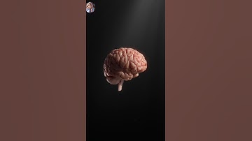 "Amazing Brain Facts You Didn’t Know"😱||"Interesting Brain Facts for Quick Learning"|| 3D Animation