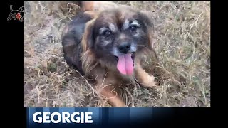 Mentor4Dogs- Georgie