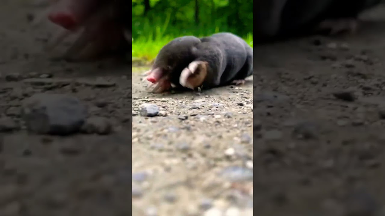 Exploring the surroundings | Изучаем окрестности Nature Beauty Shorts Feed