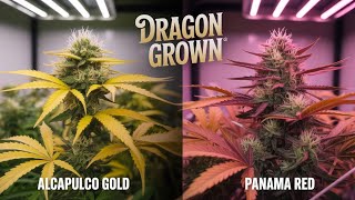 Alcapulco Gold X Panama Red Day 53 veg!