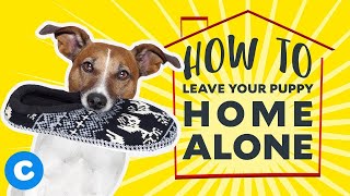 How To Leave Your Puppy Home Alone | Chewy - Youtube