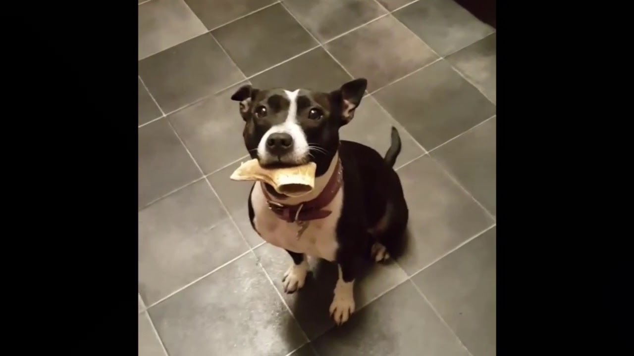 THE BEST TRAINED DOG IN THE WORLD ?? YouTube