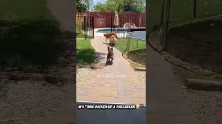 Funny Dog Moments 😂🐶#shorts #dogs #funnydogs #animals #pets #funnyanimals