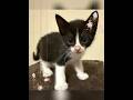 hello padhna likhna nahin aata ki video ko like like subscribe# cute cat and dog #viral video🤓😁
