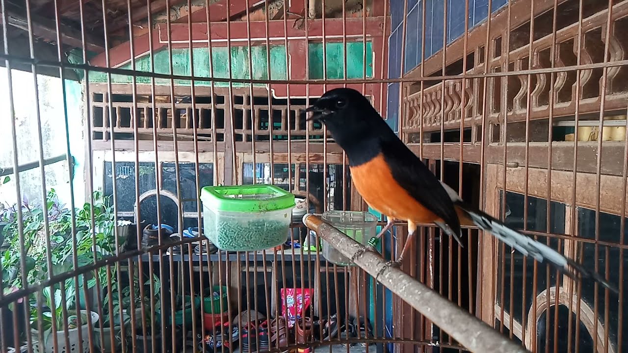 MURAI BATU F3 SILANGAN BORDAN X MEDAN SUDAH TIDAK GEMBUNG