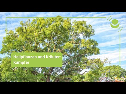 Video: Kampferbaum: Beschreibung, nützliche Eigenschaften und Anwendung
