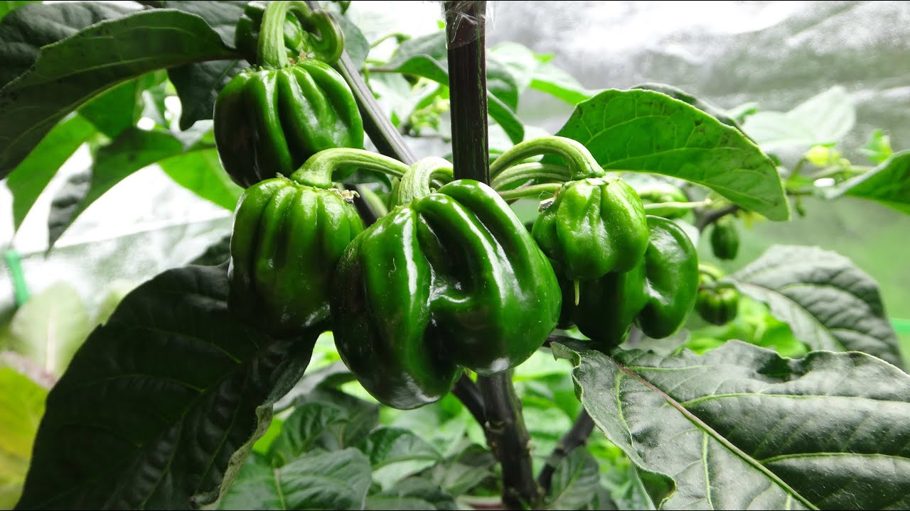 2015 Super Hot Peppers Growing Season Ep. 07 Topping and Grafting Peppers YouTube