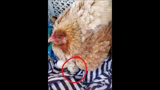 CHICKEN just hatched her eggs (with CUTEST TINY CHICKS!) #chicken #chicks #CUTE by Ze Cabreira's Journal 393 views 2 weeks ago 2 minutes, 20 seconds