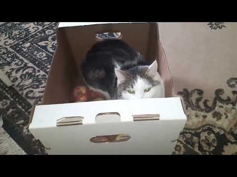 почему кошка любит коробки. кот анатолийской породы