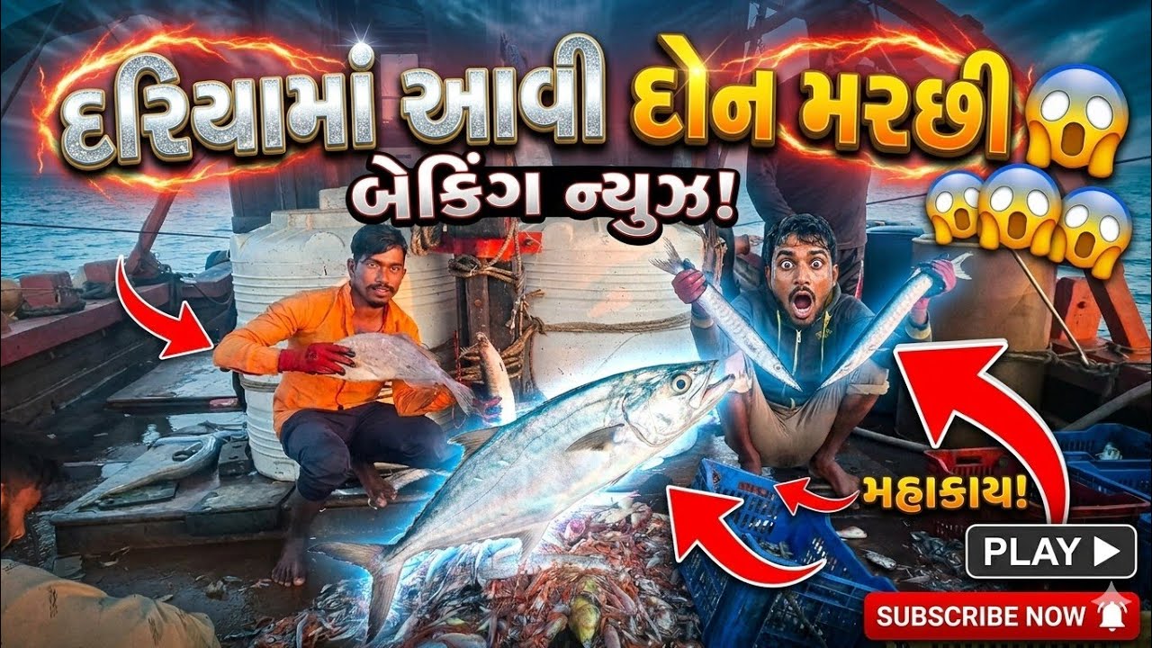 𝗗𝗮𝗿𝗶𝘆𝗮𝗺𝗮 𝗮𝗮𝘃𝗶🇩‌🇴‌🇳‌ 𝗳𝗶𝘀𝗵😱 ||𝗛𝘂𝗴𝗲 𝗳𝗶𝘀𝗵 𝗰𝗮𝘁𝗰𝗵 𝗶𝗻 𝗴𝘂𝗷𝗮𝗿𝗮𝘁 😱 