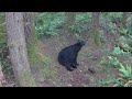 Gardepro Trail Camera - This is "Too Tall" the Bear