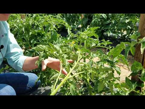 Como podar indeterminados tomates para um Sistema Líder Duplo
