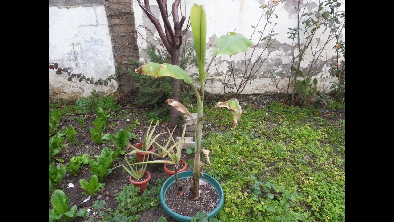 Muz nasıl üretilir