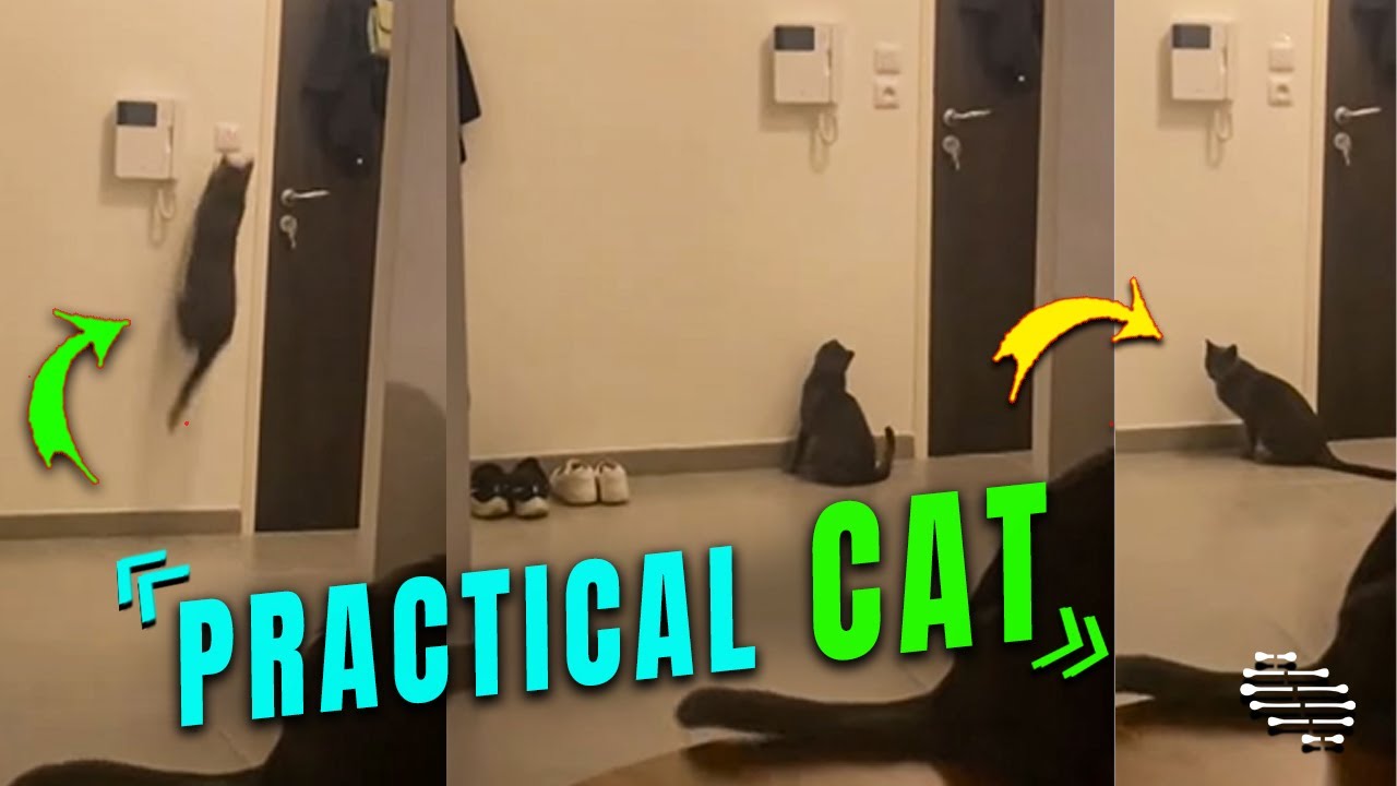 Cat Switches the Light off While Chasing Laser Pointer - YouTube