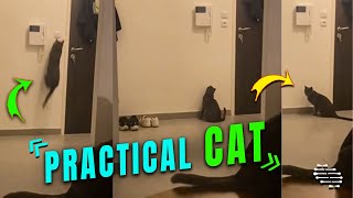 Cat Switches the Light off While Chasing Laser Pointer