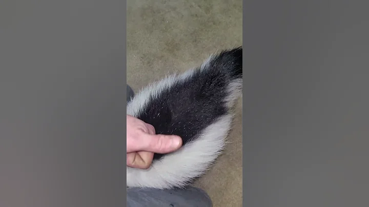 questions answered about my pet skunk.. my orphan skunk