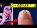 10 ANIMALI PIÙ PICCOLI DEL MONDO!!