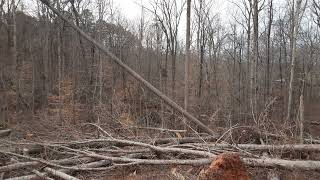 More Trees Down for the Count Today – Thanks Chris! @GeorgeDorunda