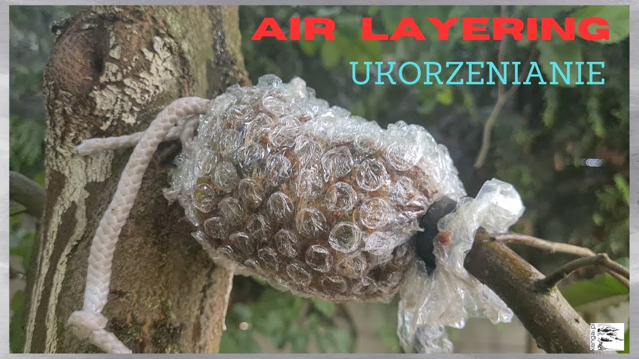 Ukorzenianie Drzew. Odłogi korzeniowe. Część 1. Air Layer. Hornbeam. Part 1.