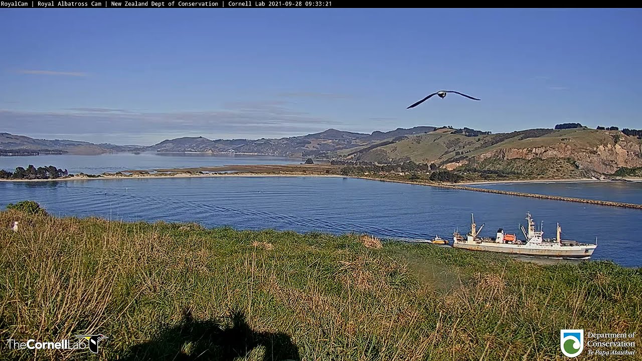 Мыс Пукекура / Тайароа. Новая Зеландия. Cape Pukekura / Taiaroa. New Zealand