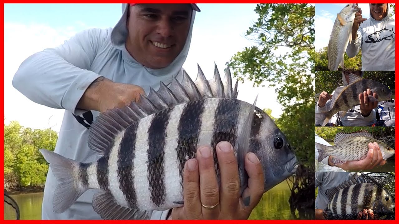 PESCA EN CHOKOLOSKEE CON CANGREJOS VIVOS EN KAYAK! YouTube