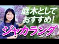 2022/10/10  ジャカランダを庭木として植えてみませんか？もちろん、鉢植えでも大丈夫！