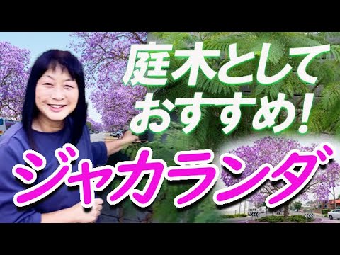 2022/10/10 Why not try planting a Jacaranda tree in your garden