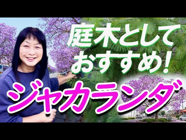 2022/10/10 Why not try planting a Jacaranda tree in your garden