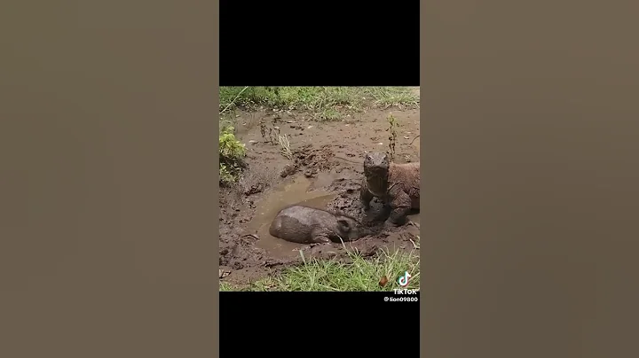 Komodo dragon eats wild boar