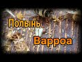 Полынь против клеща Варроа/Varroa destructor. Как я борюсь с клещем на пасеке