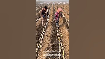 Sugarcane Planting: Traditional vs. Modern Methods