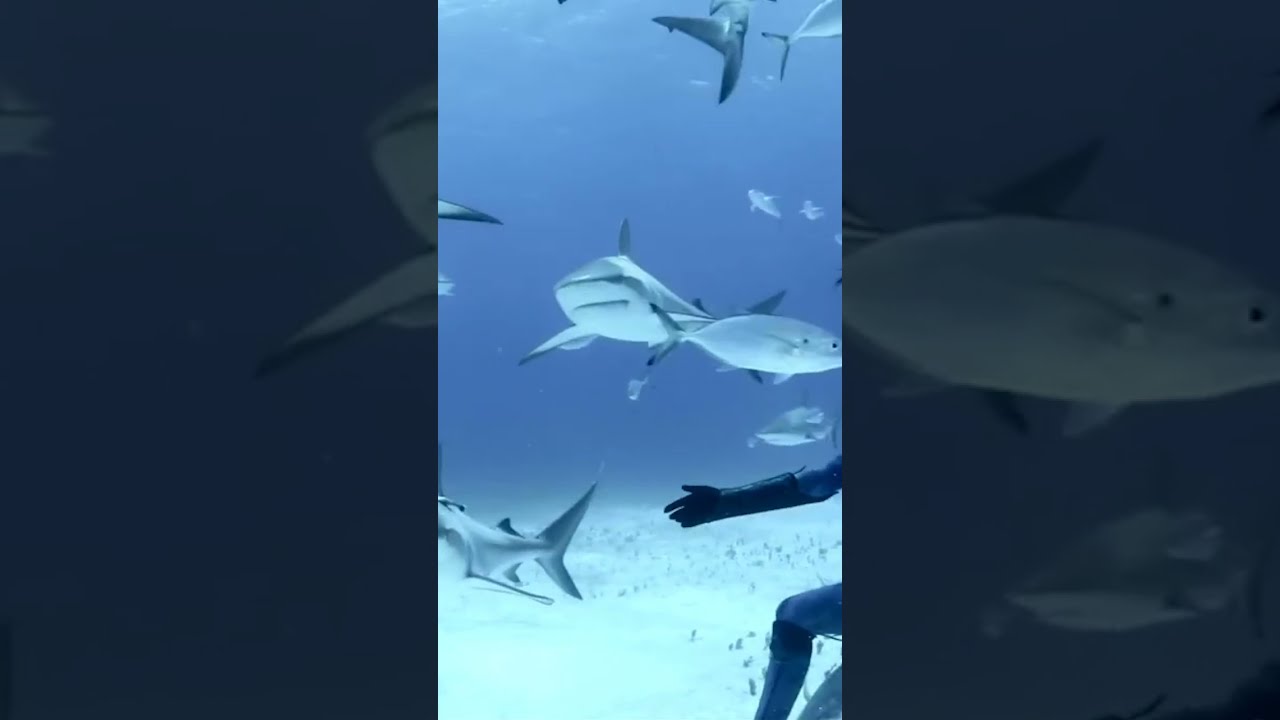 Brave Woman Dancing With Sharks | 
