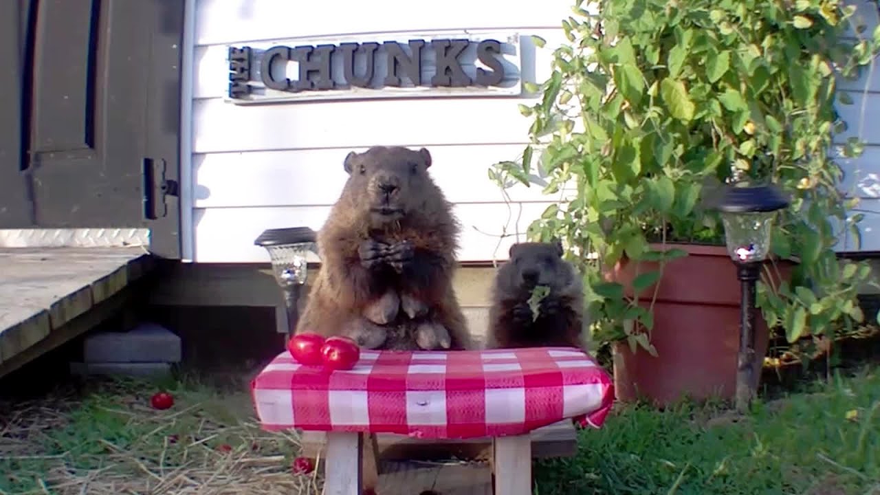 The Chunk Takes A Swim!