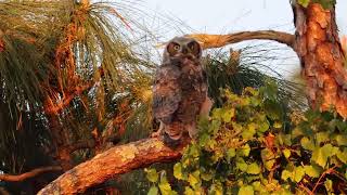 Two Great Horned Owlet Siblings Head Bobbing