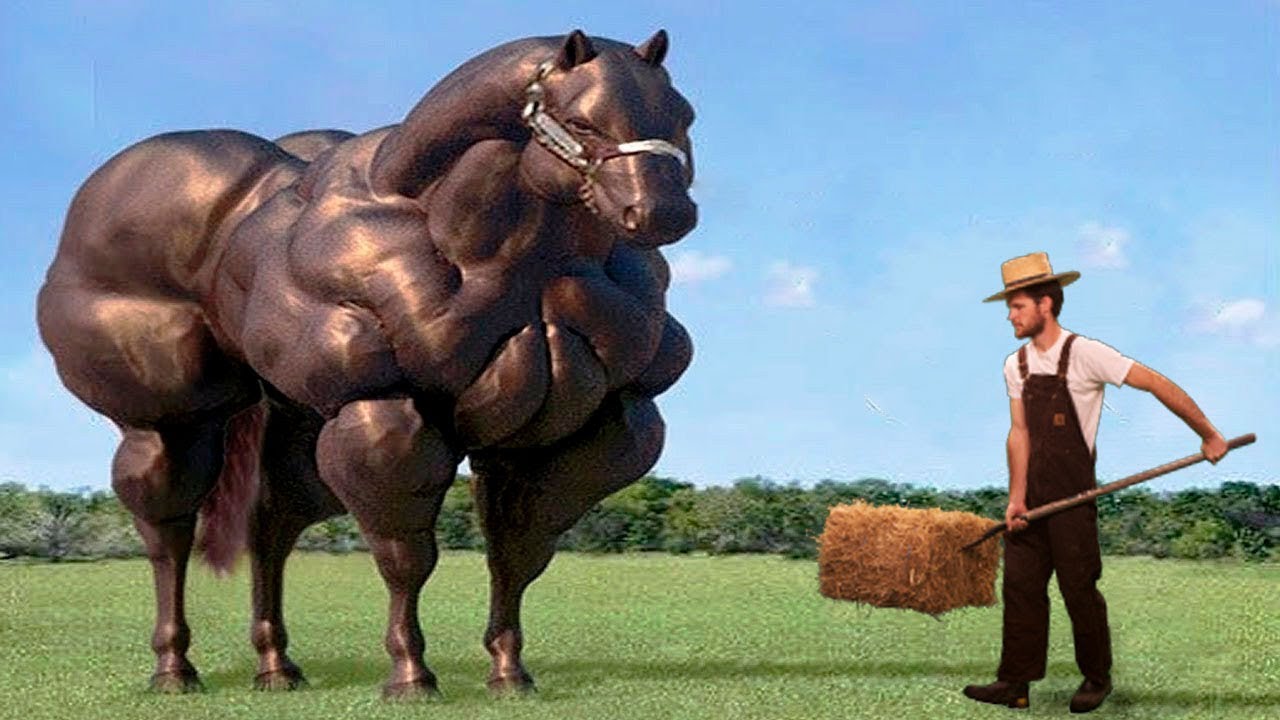 Самая Большая Лошадь Фото