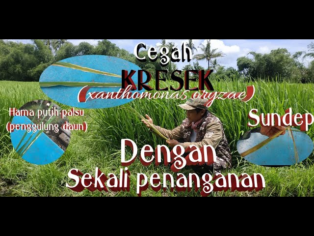 Cara mencegah KRESEK, sundep, hama putih palsu pada tanaman padi class=