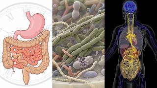 Here's what you need to know about gut health