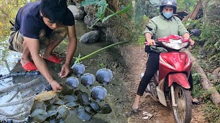 Wife works far away .Catch fish ,unexpectedly found a nest of baby soft-shelled turtles. screenshot 1