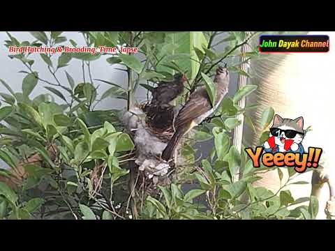 Bird Hatching & Brooding: Time-lapse
