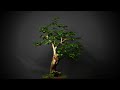 360 Display Series: Collected Bougainvillea