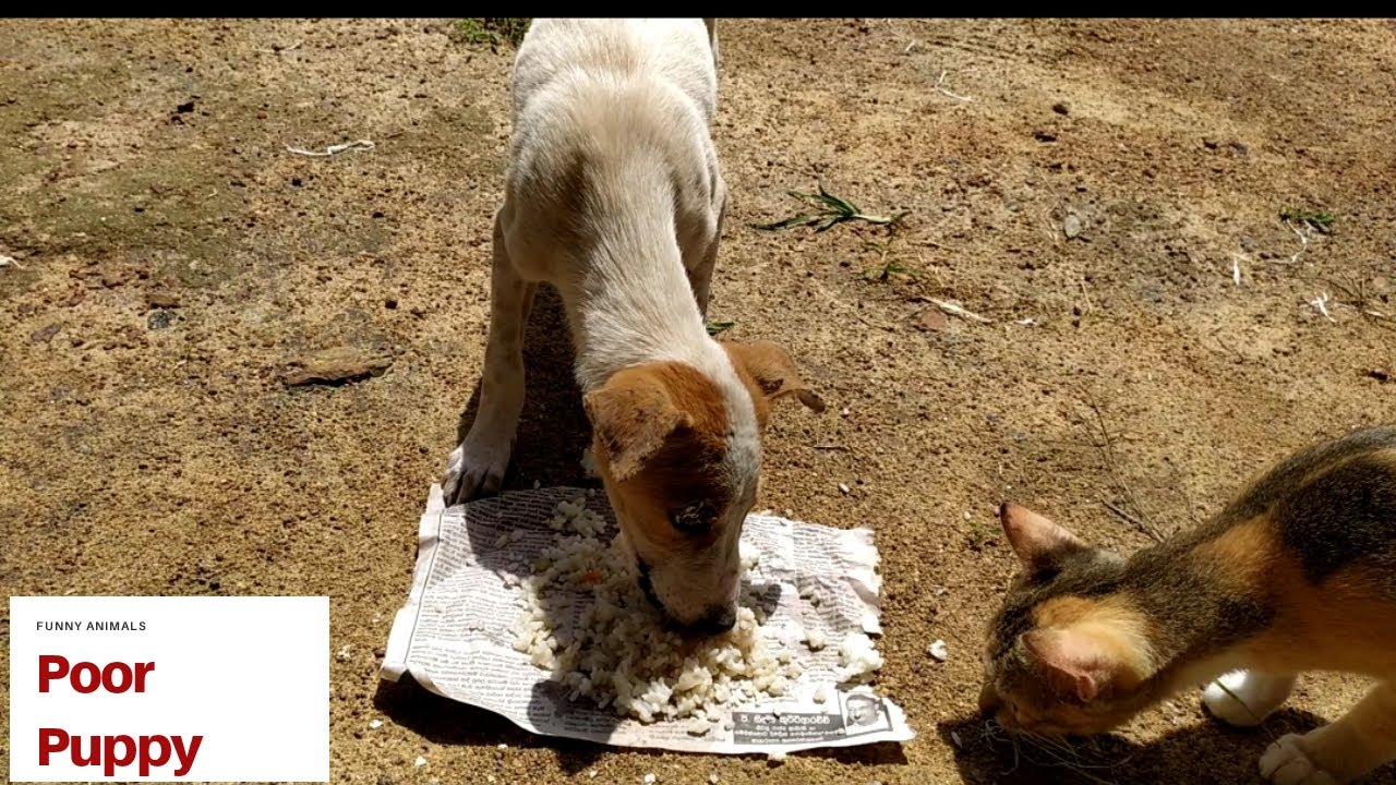 Giving food to hungry stray puppy | Feeding Hungry Stray Puppy ...