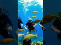 UNDER THE SEA🏄 WATER 🌊 sea ⛵ driver's 🐳