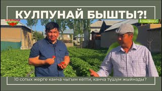 Кулпунай бышты, 10 сотых жерге канча чыгым кетти! Канча түшүм жыйнап жатат…