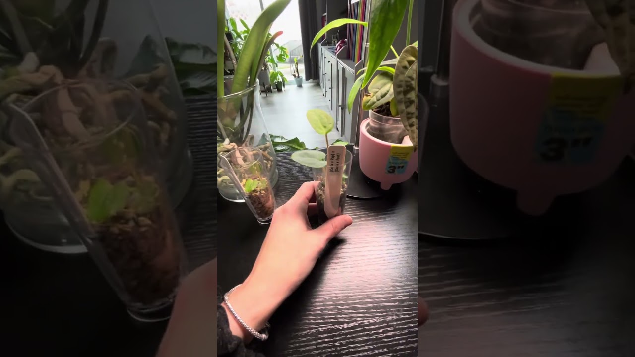 New desk plant update