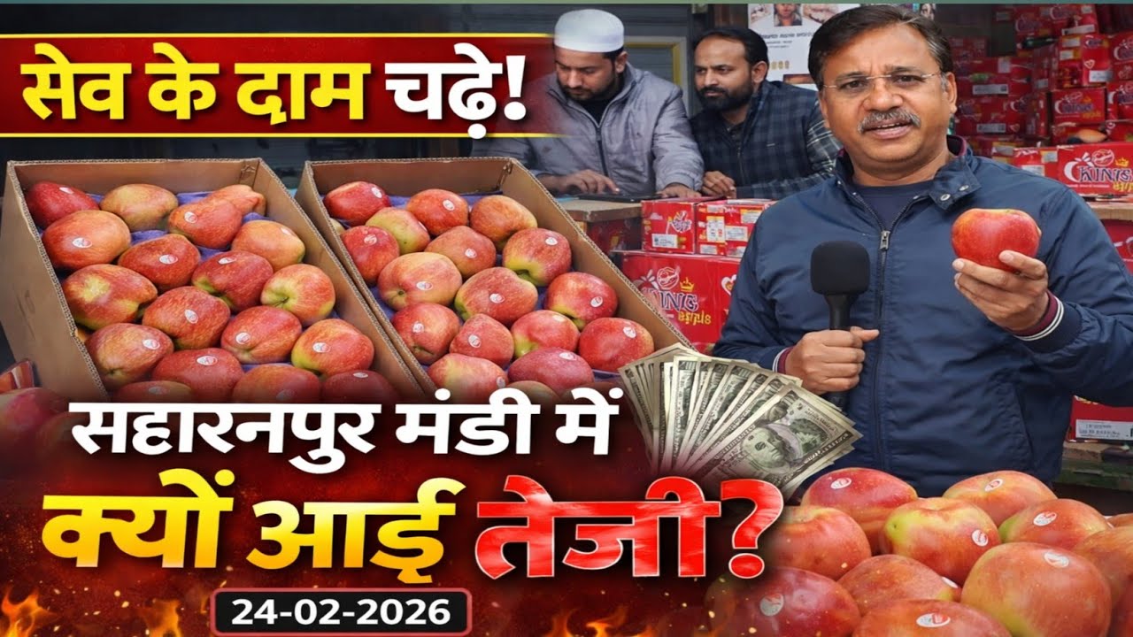 मंडी में एक नंबर से का भाव। 24 February 2026