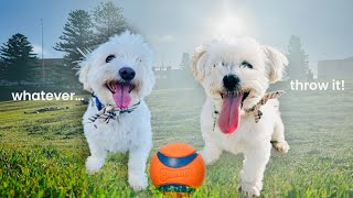 My Dogs Go To The Park!
